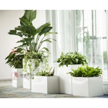 專注室內(nèi)綠植服務(wù)8年，綠植租賃，免費(fèi)養(yǎng)護(hù)，一站式商務(wù)空間
